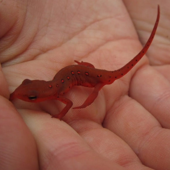 Meet your Posher, Emily - Picture 1 of 1